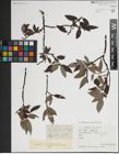 Foto von Salix lapponum L.